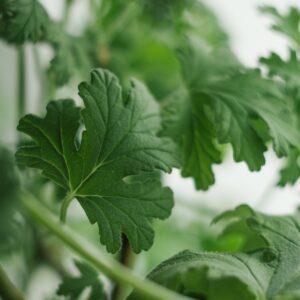 geranium