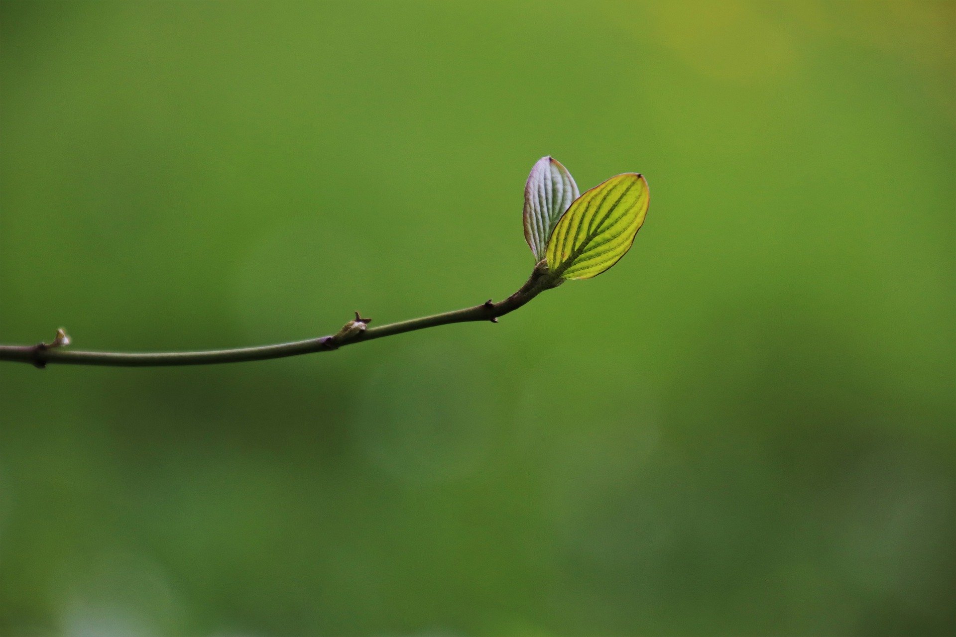 Leaf