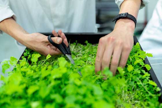 hortikulurysta tnący roślinę.jpg