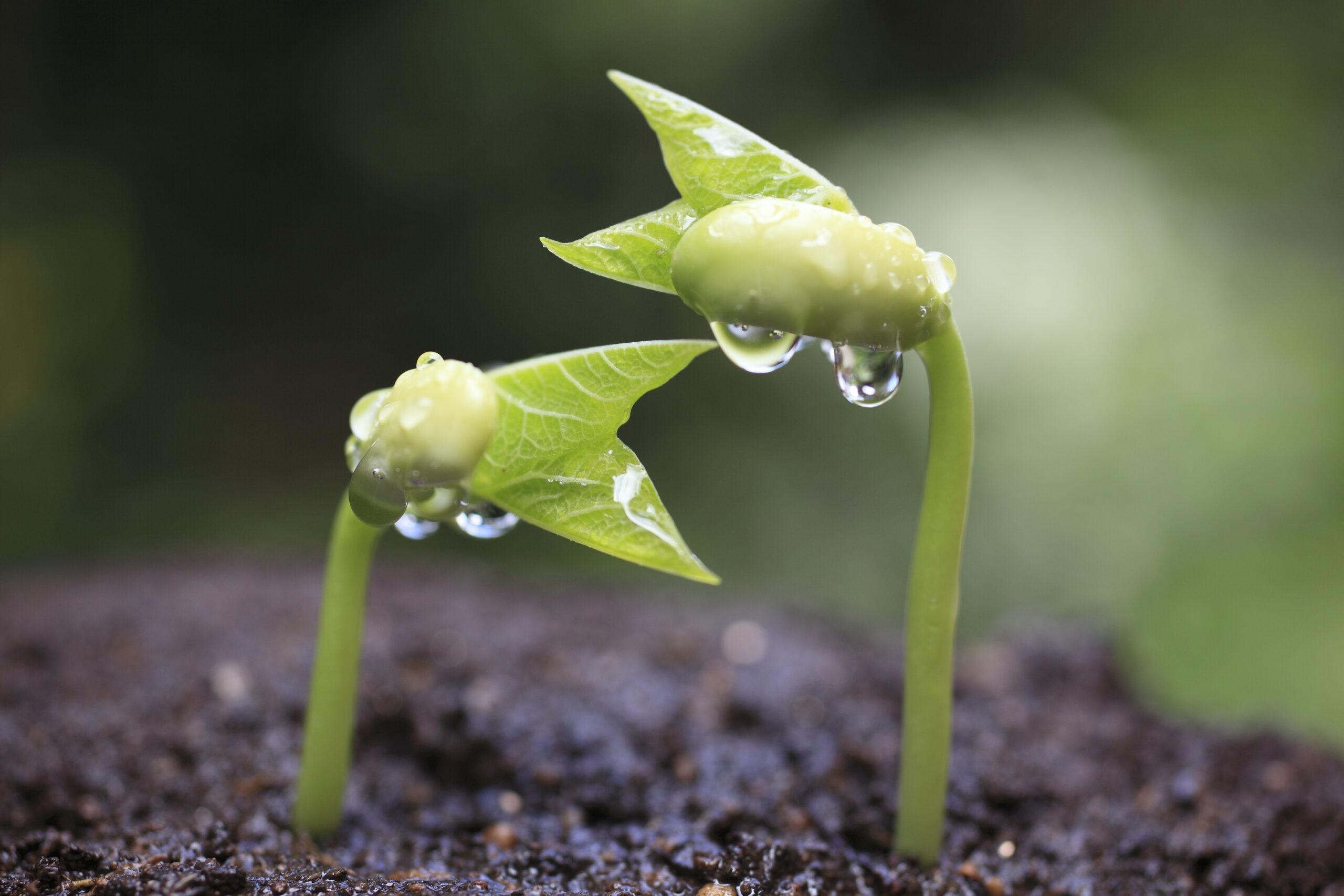 Sprout,Of,Kidney,Beans