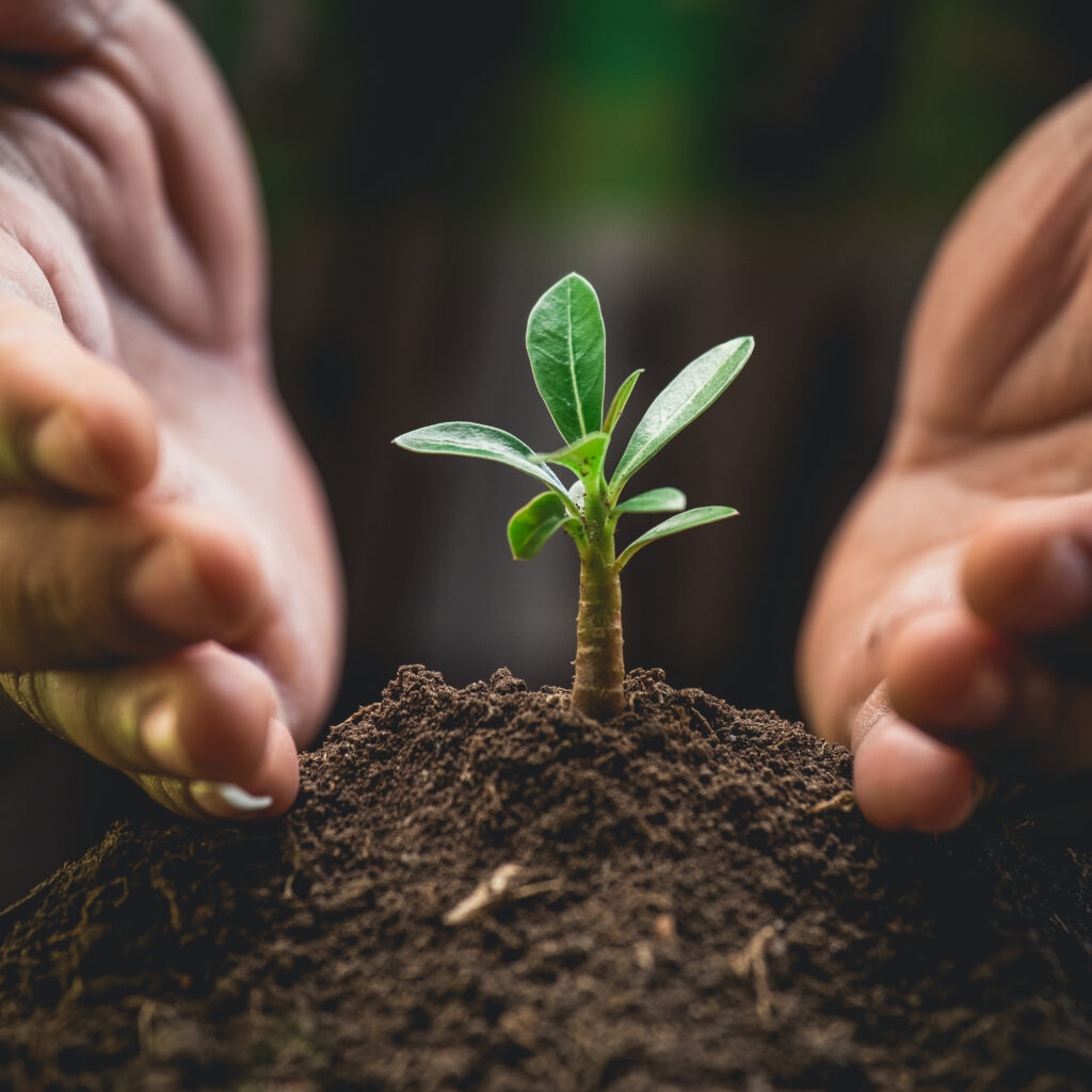 A,Hands,Protecting,Plant,Growing,On,Soil.Protect,Nature,And,Environment