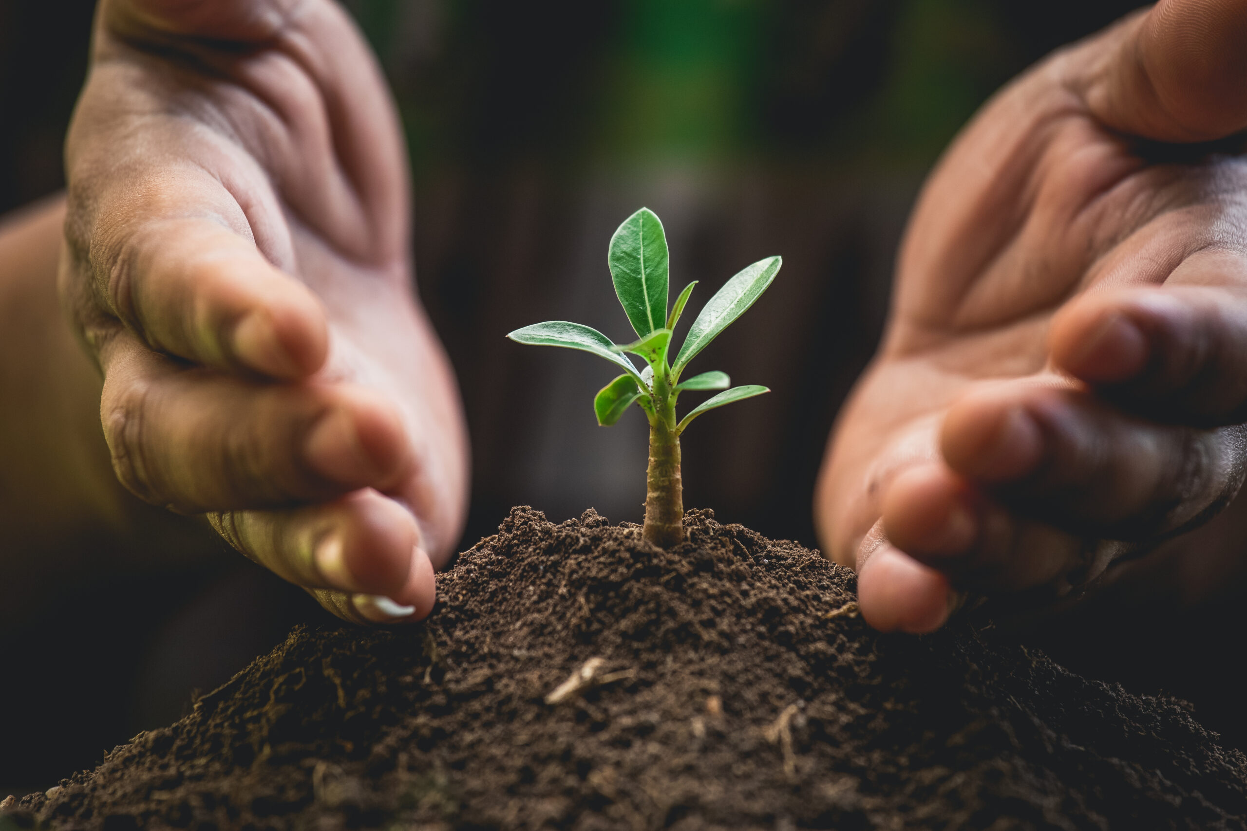 A,Hands,Protecting,Plant,Growing,On,Soil.protect,Nature,And,Environment