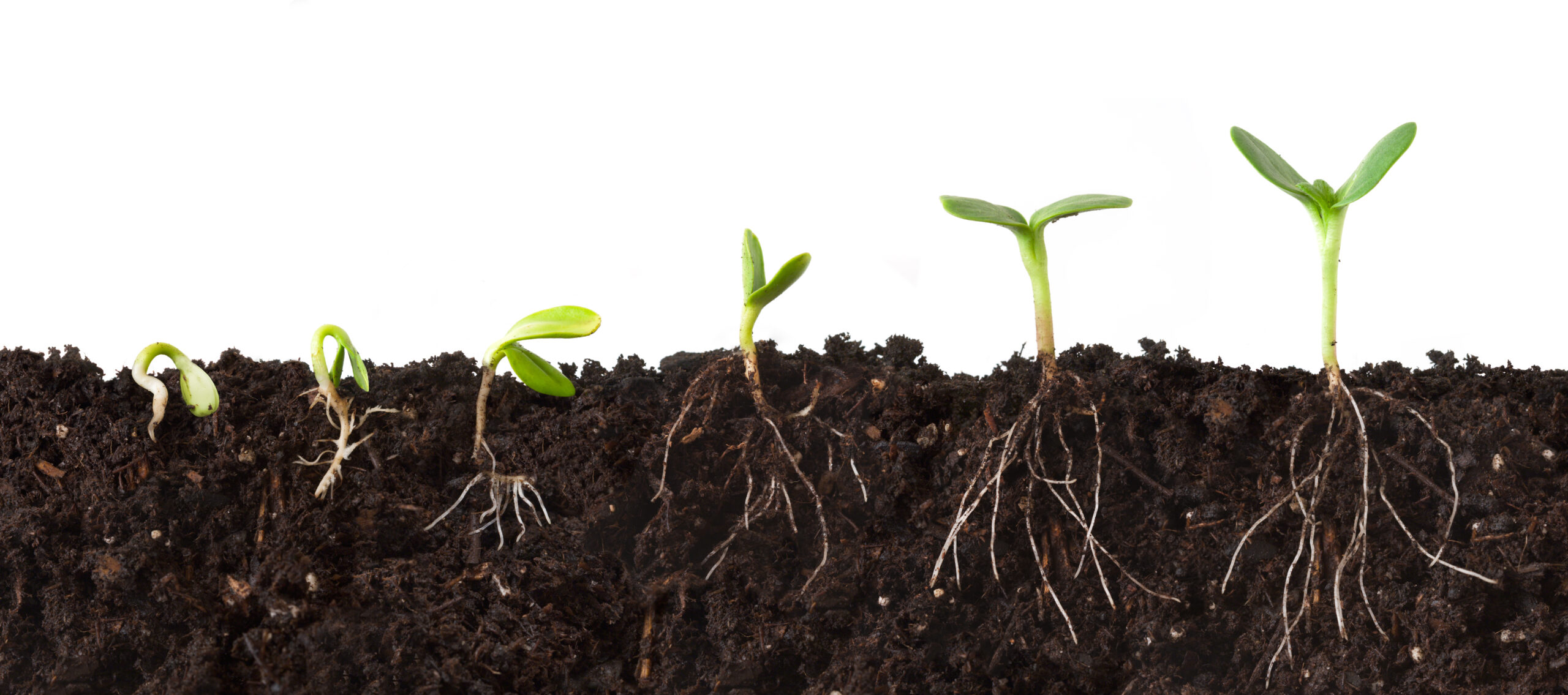 growth sequence of a plant