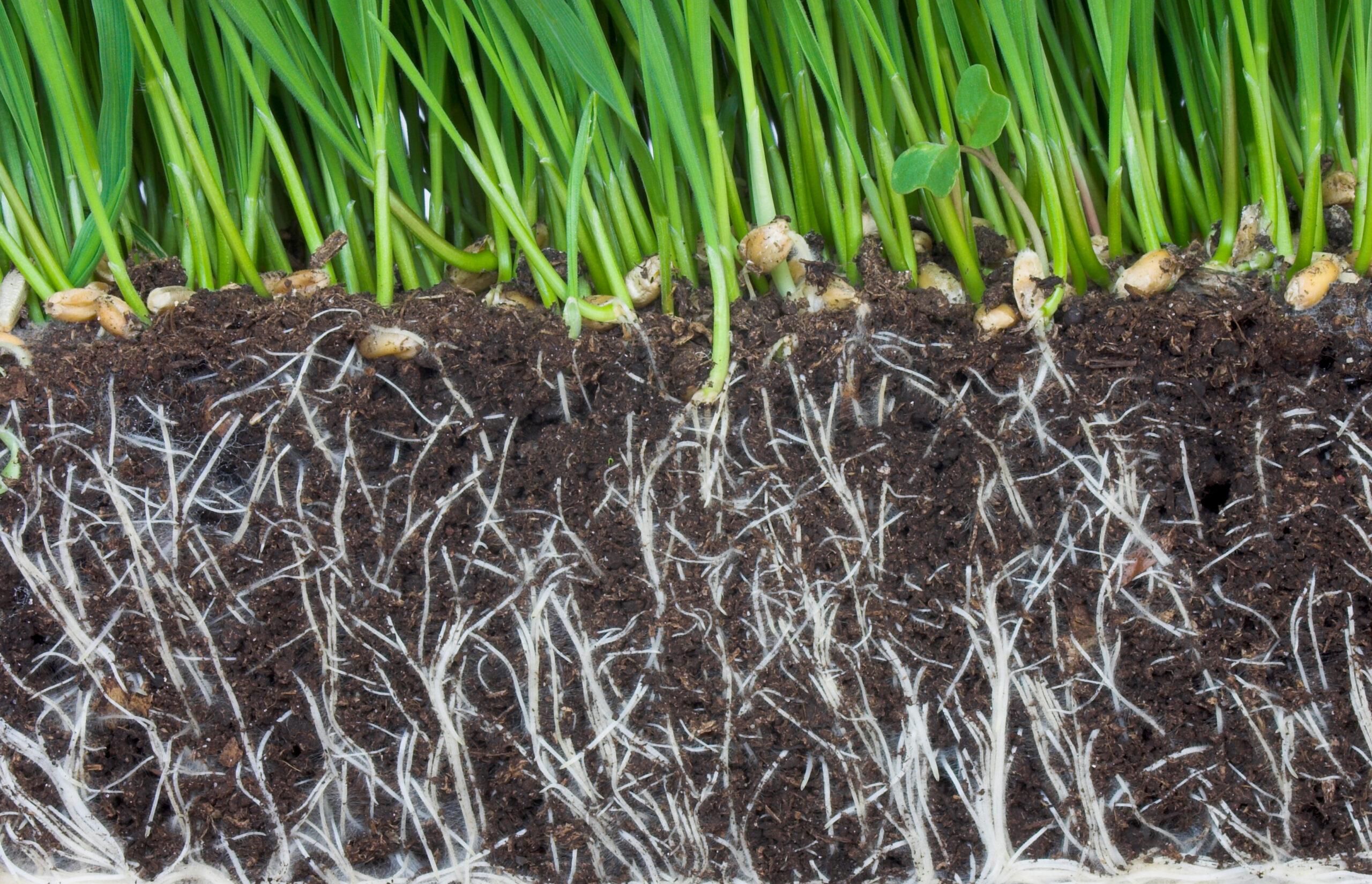 Endophyten en hun toegevoegde waarde in gewasoptimalisatie.